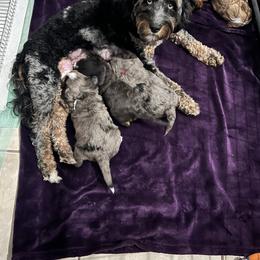 Aussiedoodle, Australian Mountain Doodle, Bernedoodle, Cavapoo, and Goldendoodle Puppies from CocoLove Doodles