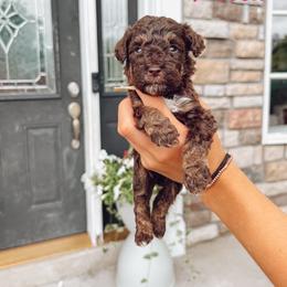 Villa - Phantom male Goldendoodle puppy in Middletown, Ohio from Lady Doodle Farm