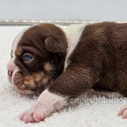 Hank the Tank - Chocolate tri-color male Bulldog puppy in Elliottsburg, Pennsylvania from Pappy's Bulldogs