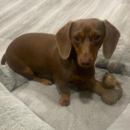 Baby fat - Dachshund