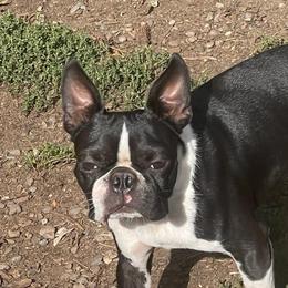 Leum - Boston Terrier