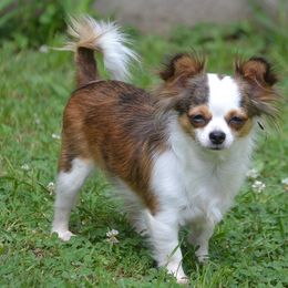 Chihuahua All Grown Up from Schroeder Chihuahuas