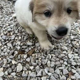 Great Pyrenees Puppies from Up A Creek Farm