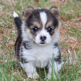 Poppy - Black and tan female Pembroke Welsh Corgi puppy in Stone Creek, Ohio from Highland Meadows