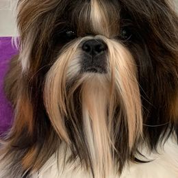 Tommy - Shih Tzu