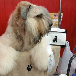 Bouvier des Flandres Puppies from Julie Smith