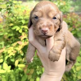 Cream of the Crop - Cream female Dachshund puppy in Palestine, Texas from Doxie Den🐾