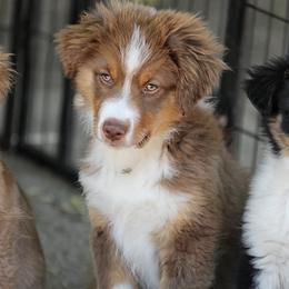 Peanut - Red tri male Miniature Australian Shepherd puppy in Olivehurst, California from McDaniel Aussies