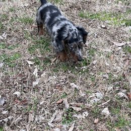 Dachshund Puppies from Dachshunds of Bunch
