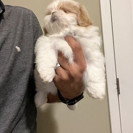 Goldendoodle and Shih Tzu Puppies from Shihtzuandoodlenc.LLC