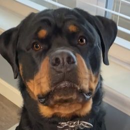Leo - Rottweiler