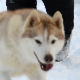 Baylor - Siberian Husky