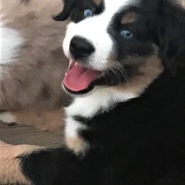 Miniature American Shepherd Puppies from Eagles Landing Miniature American Shepherds