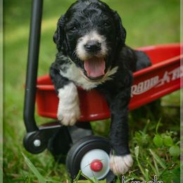 Goldendoodle, Labradoodle, and Poodle Puppies from Mississippi Retrievers