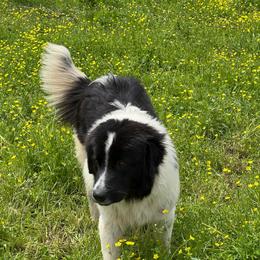 Buck - Karakachan
