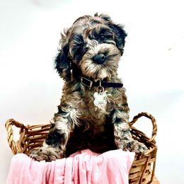Tatum - Cockapoo puppy from Parti Puppies