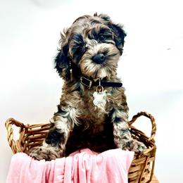 Tatum - Cockapoo puppy from Parti Puppies
