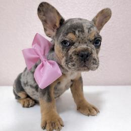 Merle Girl - Tricolors female French Bulldog puppy in Midland, Texas from Frenchies