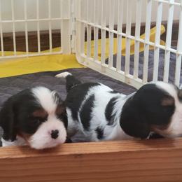 Cavalier King Charles Spaniel Puppies from Duchess Cavaliers