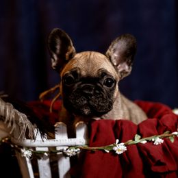 Sable girl - Fawn French Bulldog puppy in La Grange, California from Top Hat Ranch