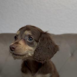 Salem - Chocolate and tan female Dachshund puppy in Aubrey, Texas from Dollhouse Doxies LLC