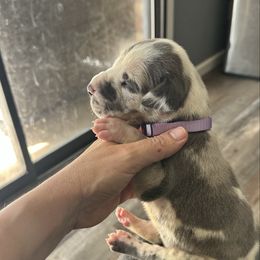 Lavender - Harlequin female Great Dane puppy in Plano, Texas from Blue Thunder Danes