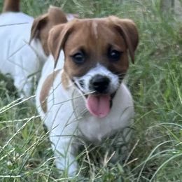 Rafael Orange Collar Pup - White male Great Dane puppy in Lampasas, Texas from Claddagh Pastures