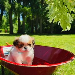 Boy 1  #5 - Sable and white Japanese Chin puppy in Vernon, Connecticut from Chin Babies
