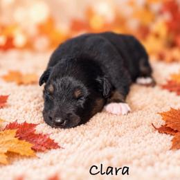Clara - Black tri-color female Australian Shepherd puppy in Howardsville, Virginia from Spectacular Aussies and Cavaliers