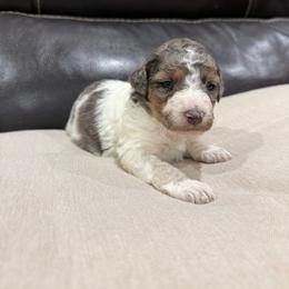 Sugar - Blue merle female Aussiedoodle puppy in Heber City, Utah from Junipersdoodles