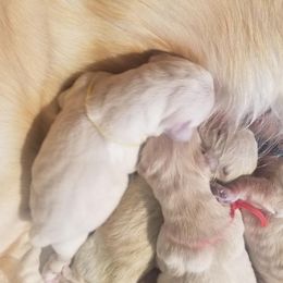 Girl 1 - Light golden Golden Retriever puppy in Galt, California from Golden Hearts Ranch English Cream Retrievers