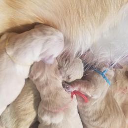 Girl 1 - Light golden Golden Retriever puppy in Galt, California from Golden Hearts Ranch English Cream Retrievers