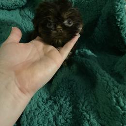 Tiny girl - Chocolate and tan female Yorkshire Terrier puppy in Yukon, Oklahoma from Tiffs Yorkie babies