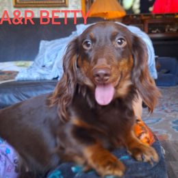 Betty - Dachshund