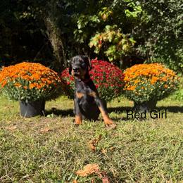 Red - Black and rust female Doberman Pinscher puppy in Knox, Indiana from Double River Dobermans