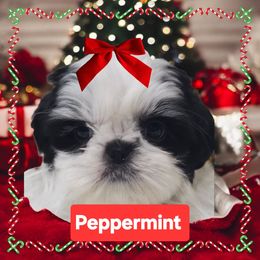Pepperrmint - Black and white female Shih Tzu puppy in Arizona from Shihtzucircusaz