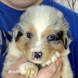 BRADBIRD - Blue merle male Australian Shepherd puppy in Elk Creek, Missouri from Hearts on Fire Australian Shepherds