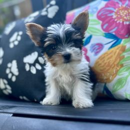 Boy 2 - Parti male Yorkshire Terrier puppy in Iron Mountain, Michigan from Celestial Family Terriers