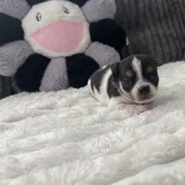 Patch - Black and white female Chihuahua puppy in Smyrna, Georgia from GeorgiasChihuahuas
