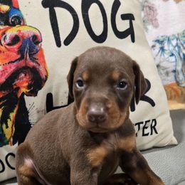 Girl 2 yellow collar - Red and rust female Doberman Pinscher puppy in Hollyberry, Georgia from Jeti Dobermans