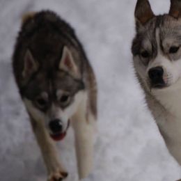 Siberian Huskies from Sunriser Kennels