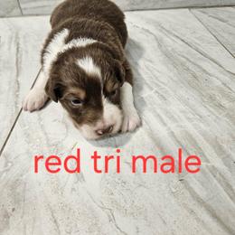 Mya m3 - Red tri-color male Australian Shepherd puppy in Arbela, Missouri from County Line Aussies