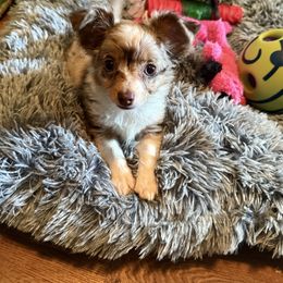 Aspen - Merle female Chihuahua puppy in Cedartown, Georgia from Ferguson Border Collies