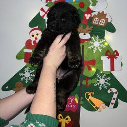 Cinder- Purple - Black and tan female German Shepherd puppy in Winterport, Maine from Vom Stevens Old Fashioned German Shepherds