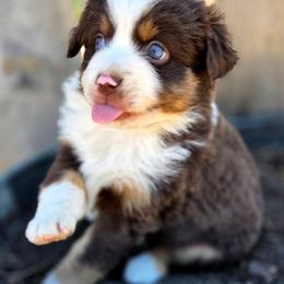 OAK - Red tri male Toy Australian Shepherd puppy in Viking, Minnesota from Son Shine Farm