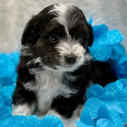 Blue collar toy - Black tri-color male Aussiedoodle puppy in 32046, Florida from River Hill Ranch
