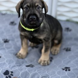 Harry - Pepper and salt Giant Schnauzer puppy in Goodrich, Texas from Silver Creek Giant Schnauzers