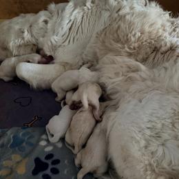 Joy - Light golden female Golden Retriever puppy in Jacksonville, Florida from River City Golden Retrievers