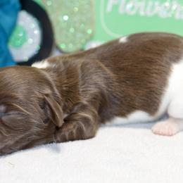 Coco - Chocolate female Dachshund puppy in Bellville, Ohio from JK Mini Doxies