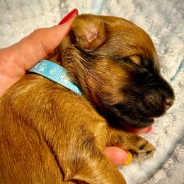 Baby Blue - Wheaten male Soft Coated Wheaten Terrier puppy in Gordonville, Texas from Serenity Valley Wheatens